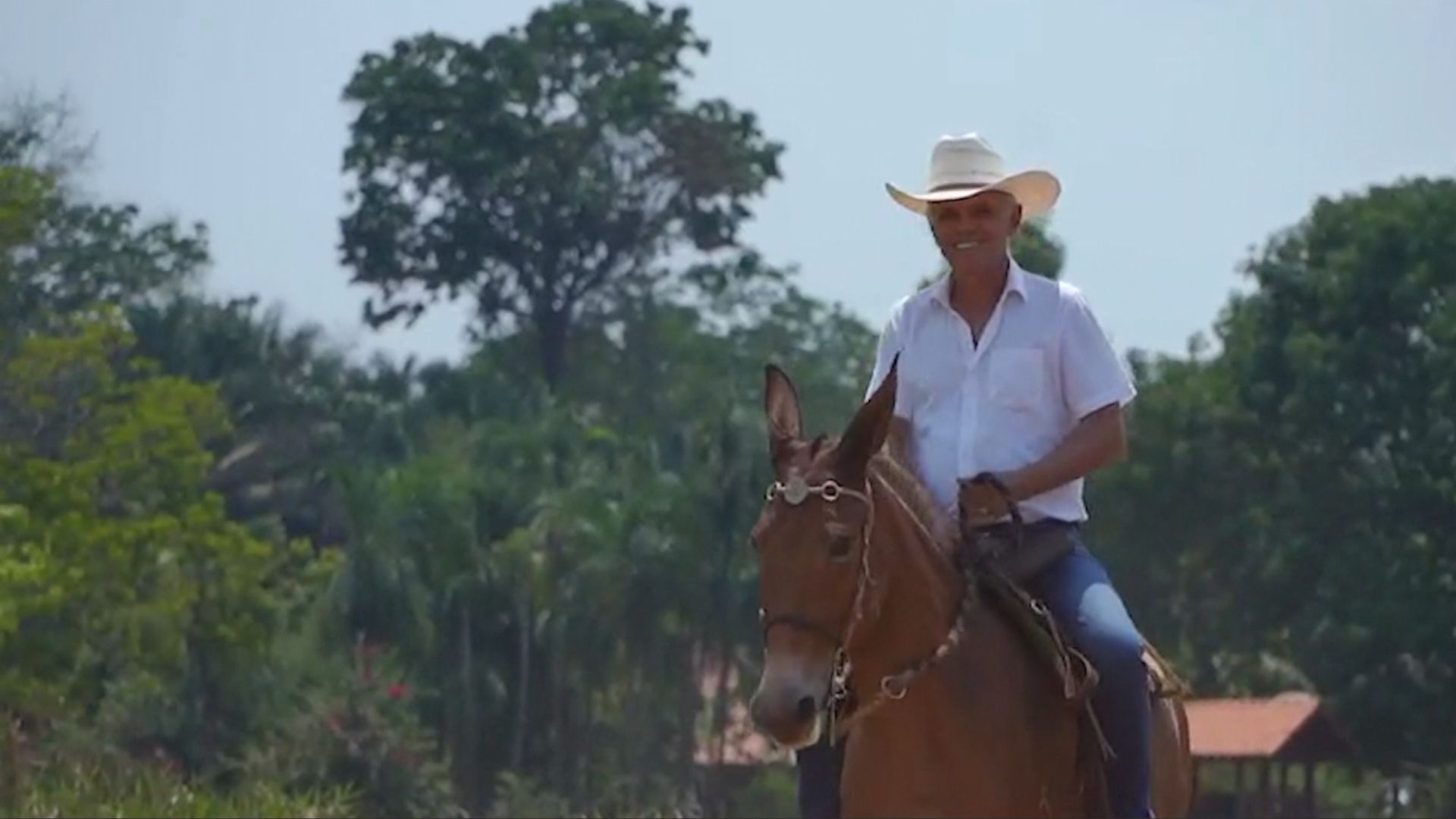 Saltou de 5 para quase 20 arrobas por hectare: saiba como pecuarista está voando alto com o boi no Pará