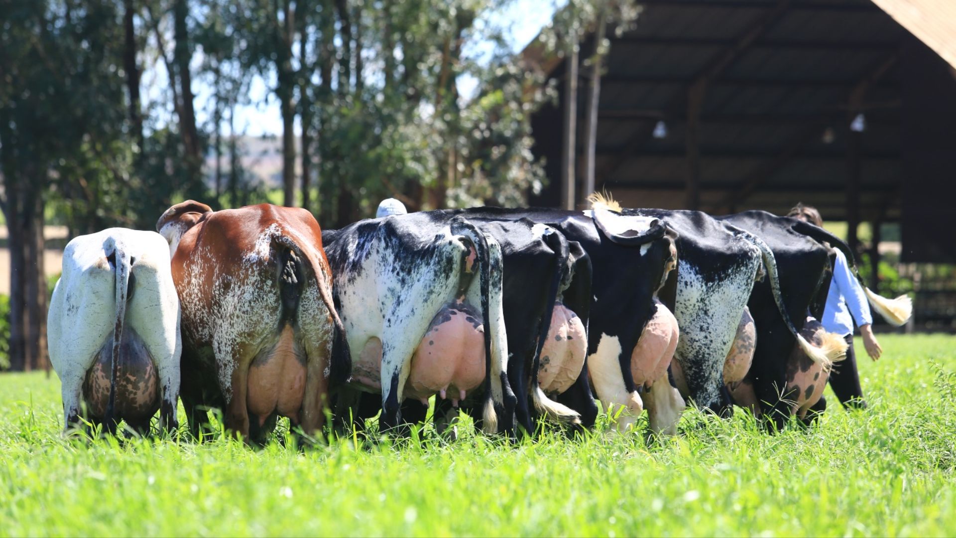 Vacas girolando em área de pastagem. Foto: Divulgação