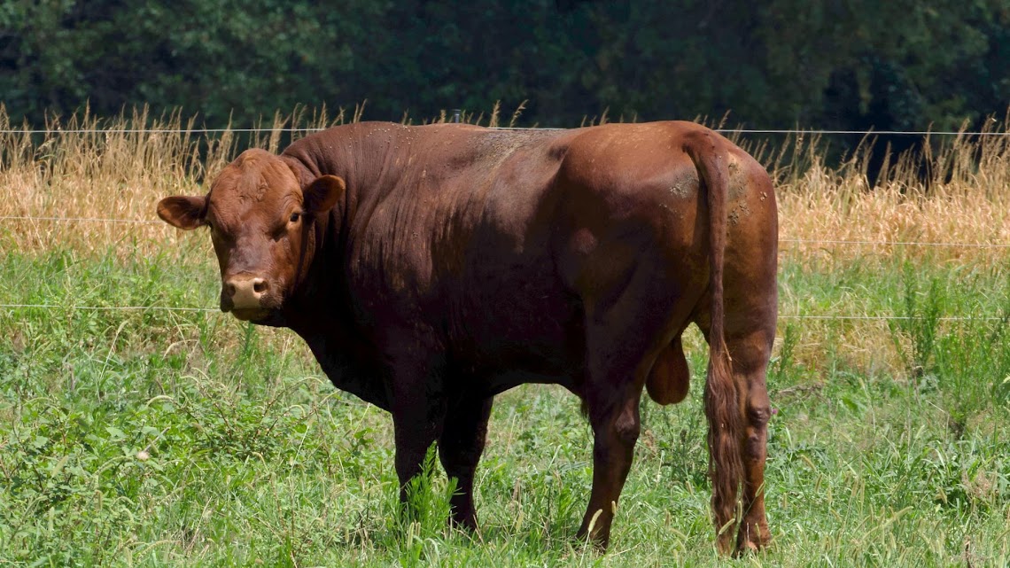 Desrespeito ao período de carência de medicamentos veterinários já impacta o País