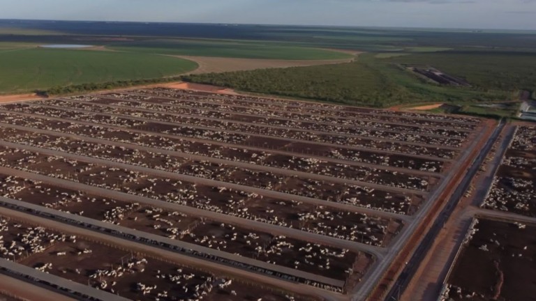 Confinamento protegido: protocolo sanitário garante bom desempenho do gado no frio Confinamento protegido: protocolo sanitário garante bom desempenho do gado no frio