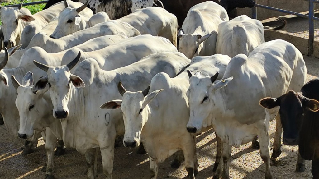 Vacada gorda no capricho rende lucro extra a pecuarista em Mato Grosso