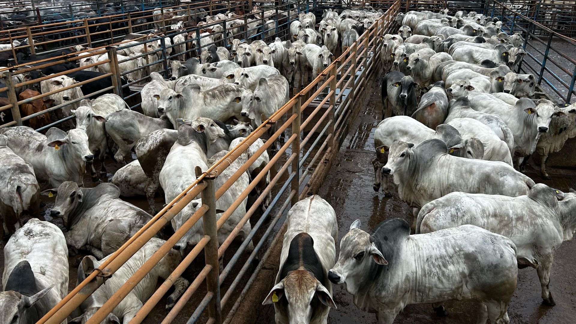 Pecuarista de Minas abate mais de 500 bovinos com genética de alto padrão e impressiona o mercado