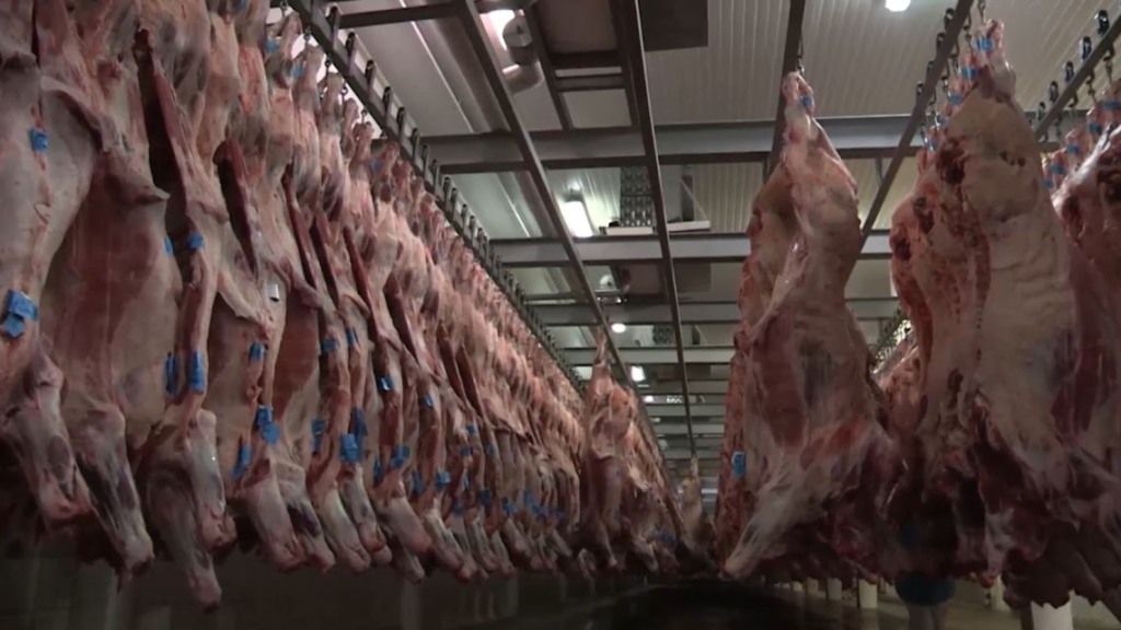 Oferta de carne bovina bate recorde no início de 2025