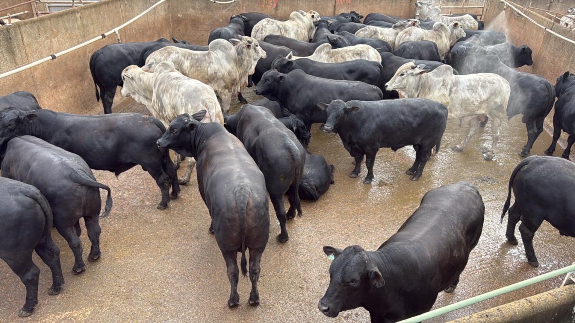 Angus e Nelore: gadão jovem top confinado chega a 23 arrobas em Mato Grosso