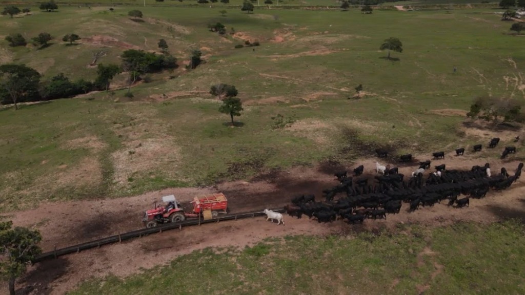 Risco no cocho: especialista alerta sobre nutrição conjunta entre bovinos, cavalos e ovinos