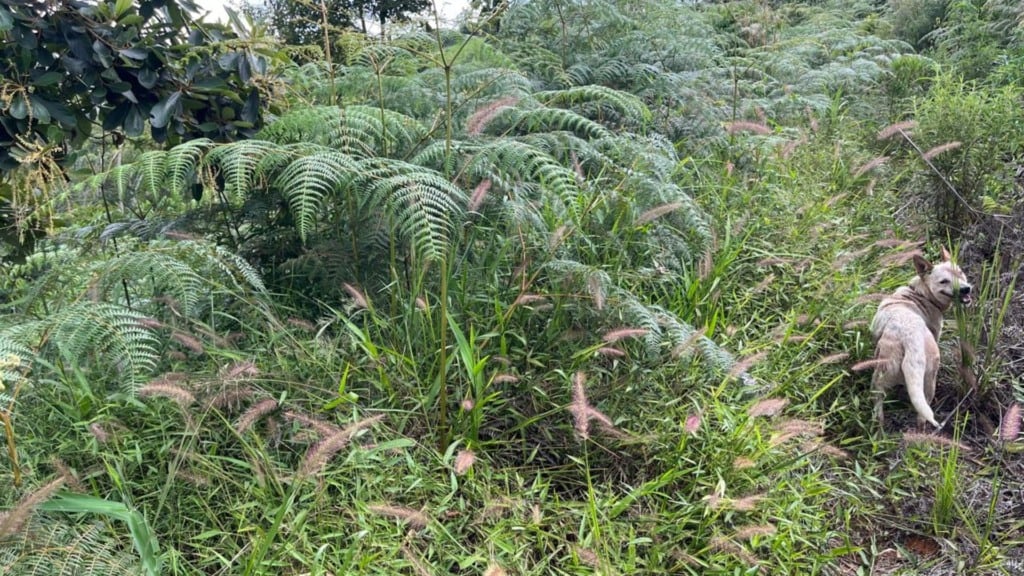 Detalhe da infestação de samambaias em área de pastagem. Foto: Divulgação