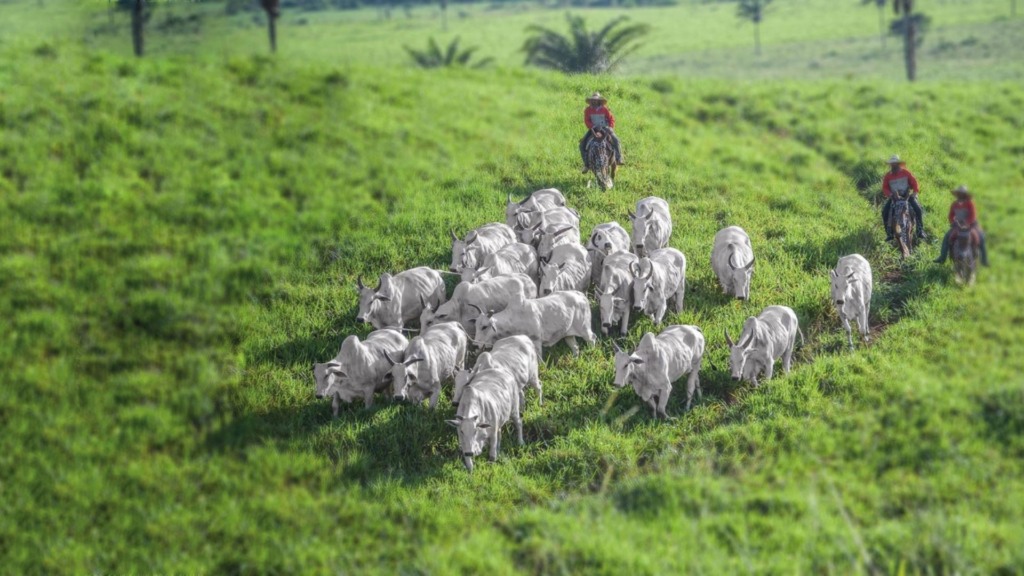 Manejo com o gado a pasto na Nelore Água Fria. Foto: Divulgação/Nelore Água Fria