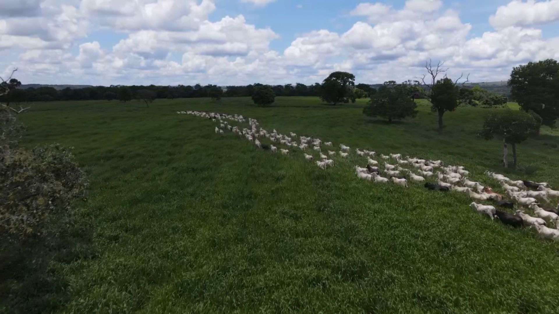 Pasto para o Pantanal: qual é a forrageira ideal para alagado e seca?