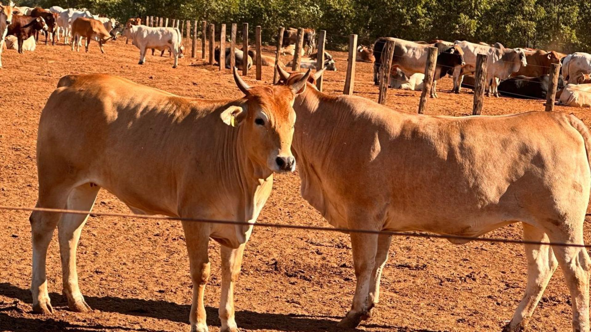 Asturiana dos Vales: com “zero dentes”, novilhas de raça espanhola impressionam com quase 18@ em MT