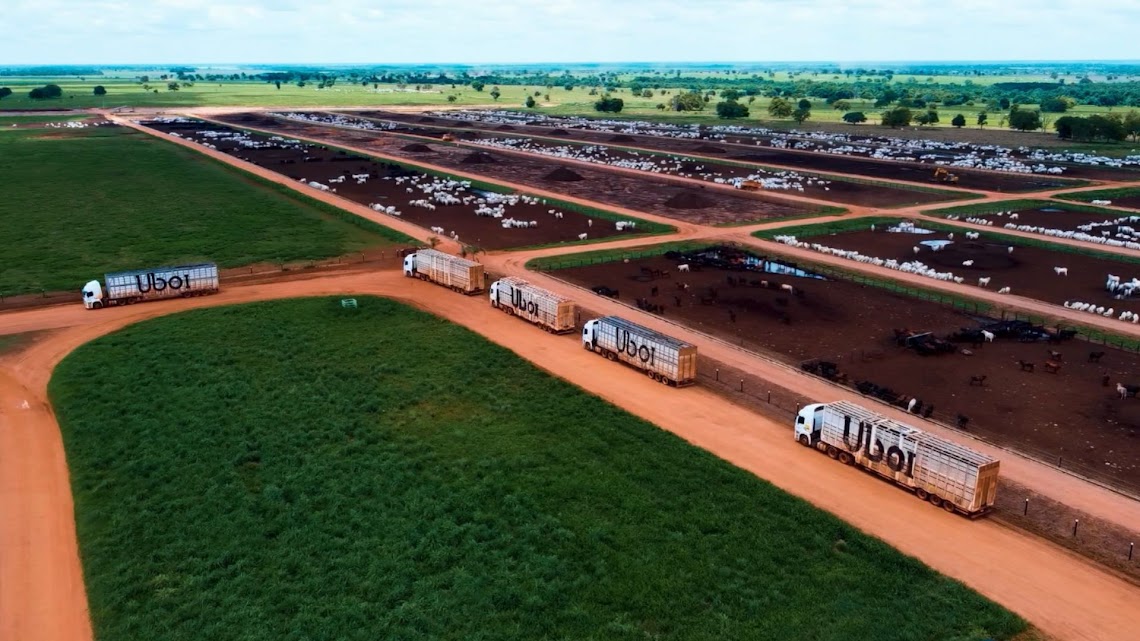 Uboi revoluciona o transporte boiadeiro no Brasil com tecnologia, segurança e bem-estar animal