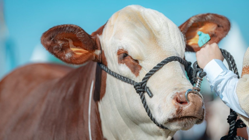 Touro Braford em Rondônia: escolha é certeira para cobrir vacas Nelore a campo?