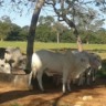 Calor intenso e hidratação bovina: qual o impacto no peso e na qualidade da carne?
