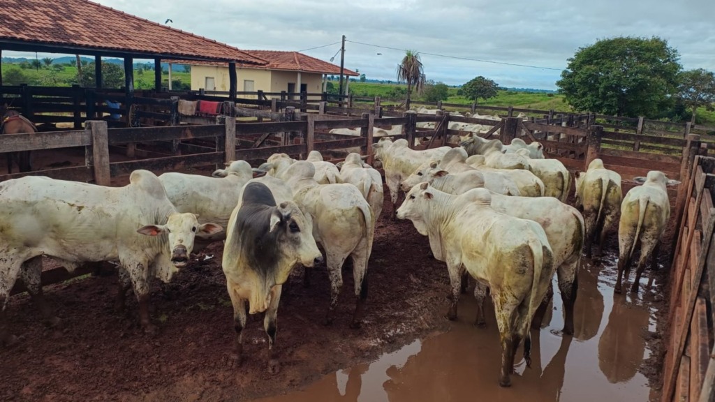 Boiada a pasto no Pará! Lote de mais 200 cabeças ultrapassa 20@