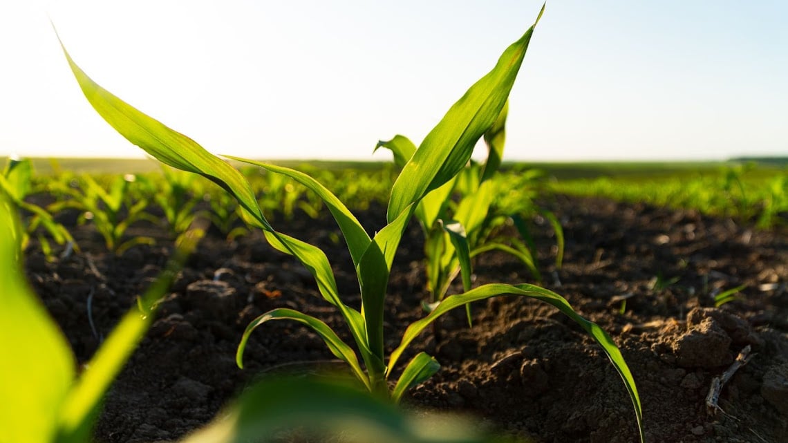 Milho e sorgo: entenda as estratégias para não faltar comida para o gado na seca