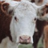 FAO alerta para nova cepa de febre aftosa e reforça medidas de biossegurança
