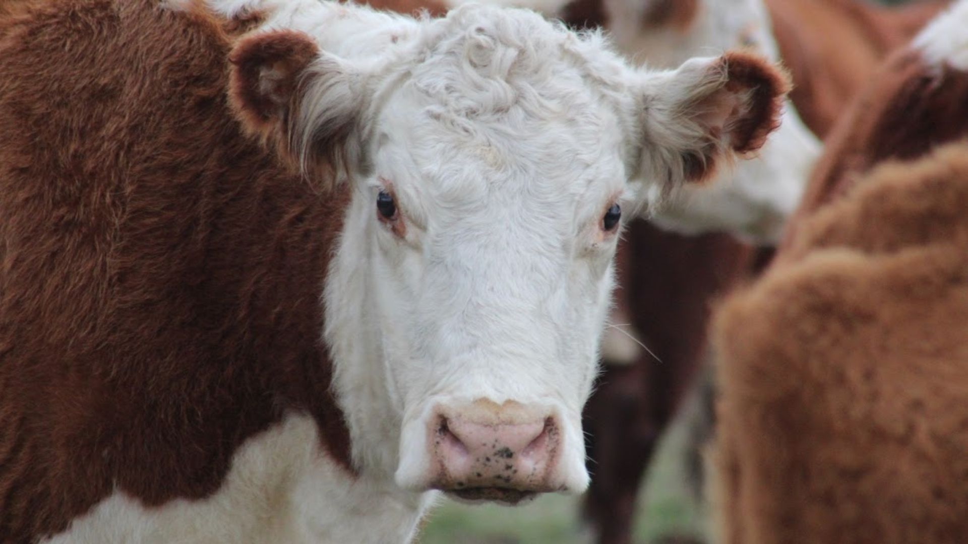 FAO alerta para nova cepa de febre aftosa e reforça medidas de biossegurança