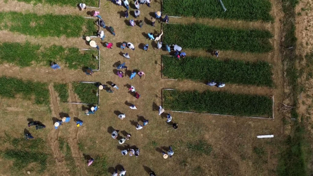 Capim Day chega a Marabá com as melhores práticas para turbinar a produtividade do gado a pasto