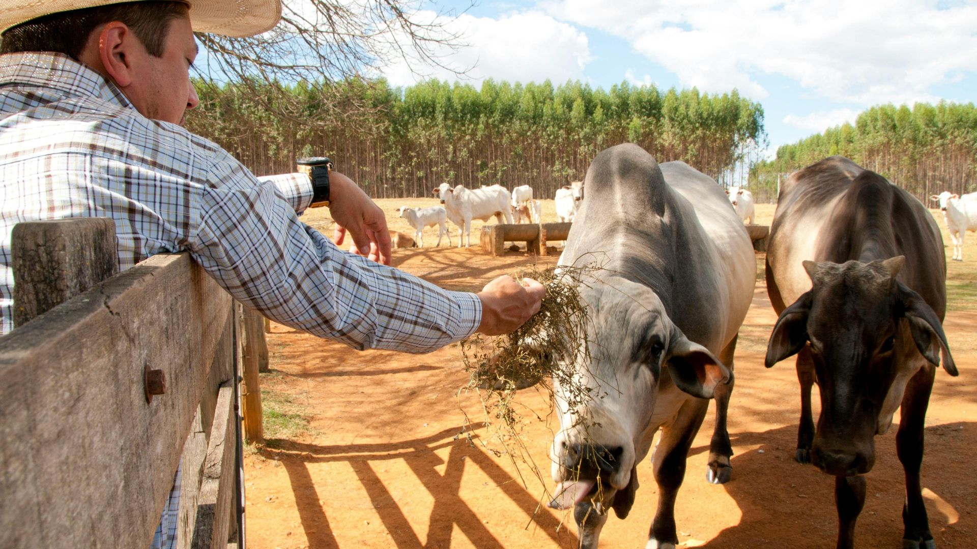 Gestão na pecuária: quatro indicadores que todo produtor precisa conhecer