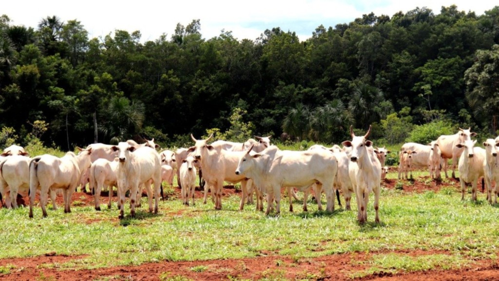 Bovinos precoces. Foto: Divulgação/Semadesc