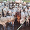 Desfile de novilhas top! Animais de até dois dentes dão o que falar no interior de MT