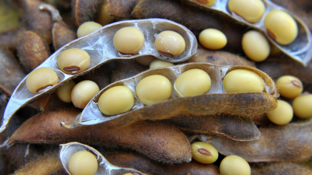 Grãos de soja na vagem dessecada. Foto: Canva