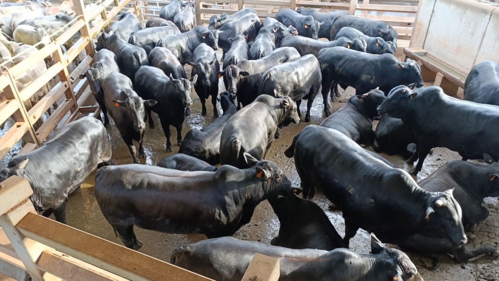 Boiada Angus quase quebra o gancho do frigorífico! Adivinha só quanto pesou?