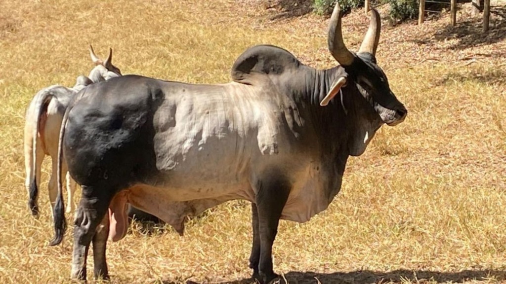 Exemplar de touro Guzerá na fazenda. Foto: Divulgação