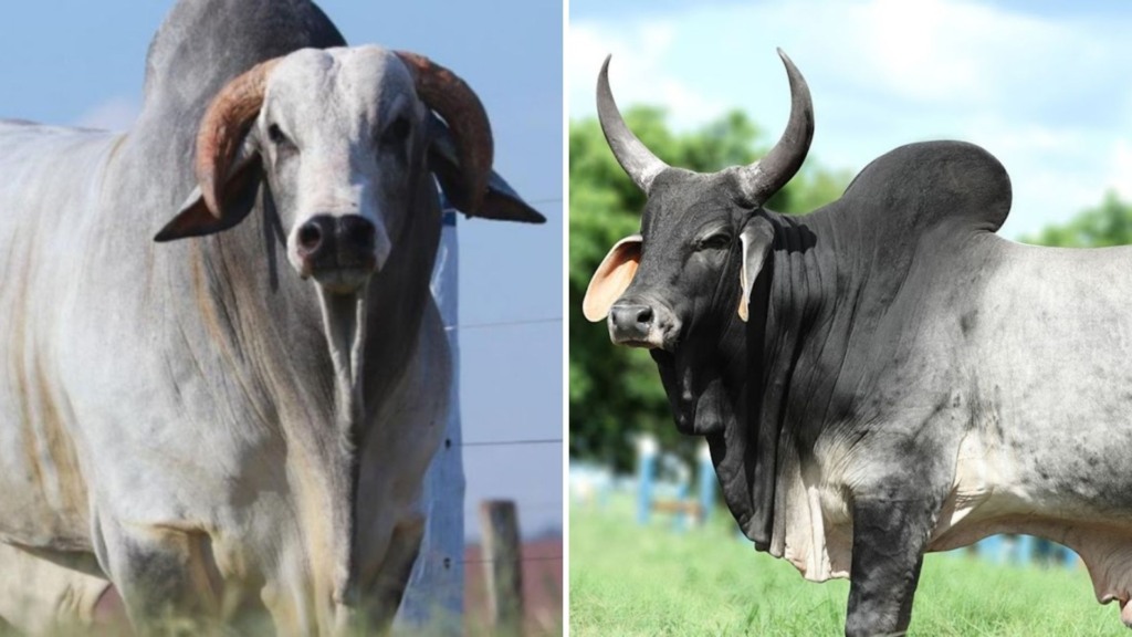 Nelore ou Guzerá? Qual garante bezerros mais pesados em cruzamento com vacas leiteiras?