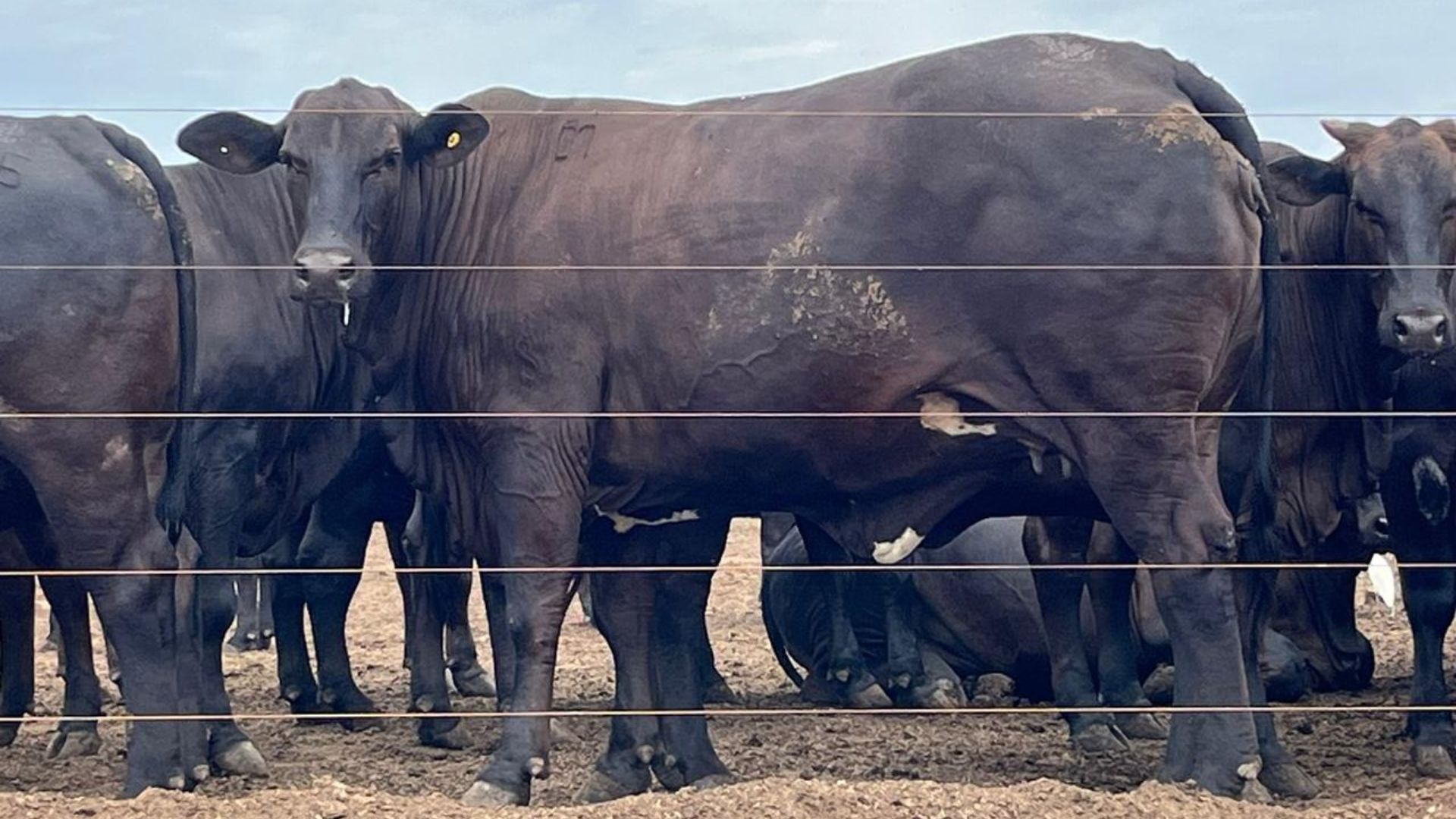 “Diamante negro”! Pecuarista revela segredos da carne premium com genética Nelore, Angus e Wagyu