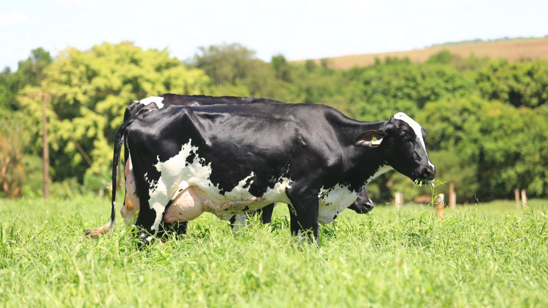 Exemplar de vaca Girolando em área de pasto. Foto: Divulgação