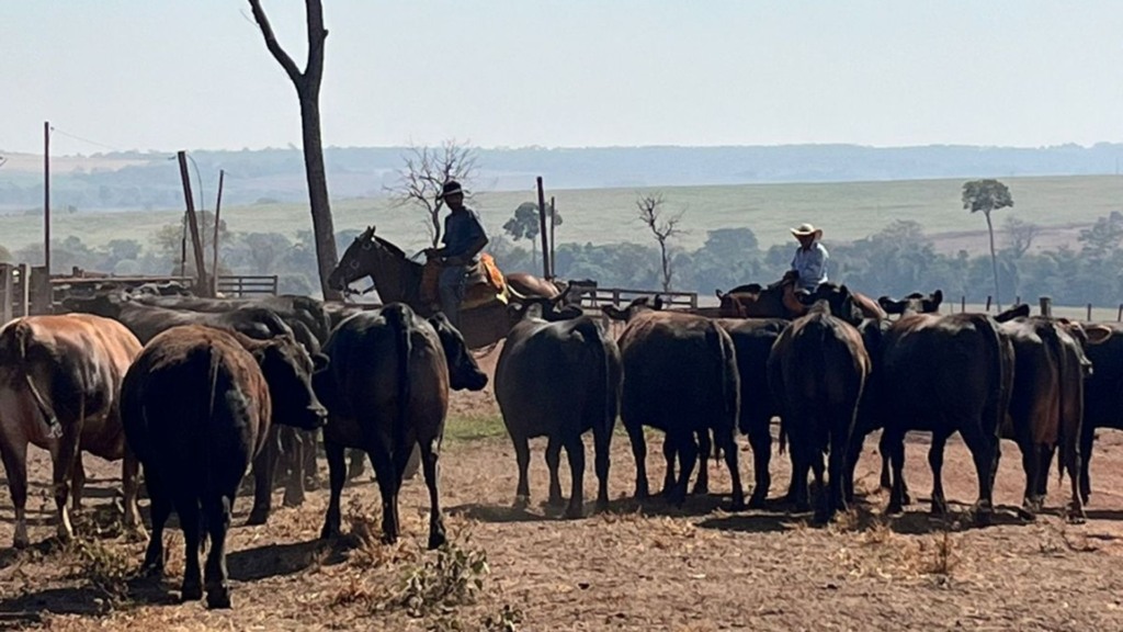 Bovinos da raça Wagyu da fazenda. Foto: Divulgação