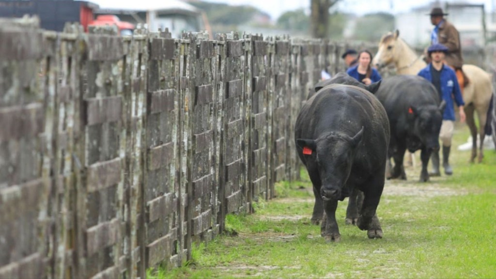 Touro Angus. Foto: Divulgação