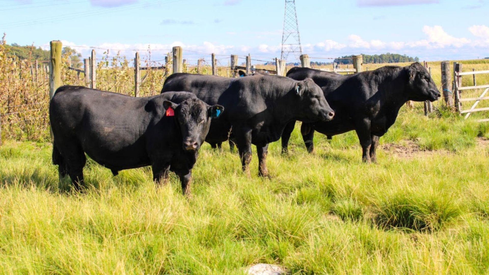 Genética premium no calor de Rondônia: Angus, Ultrablack ou Black Simental?