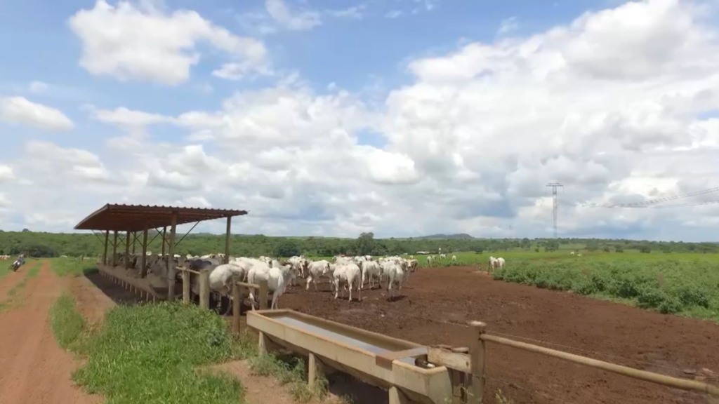 Bovinos no sistema de recria intensiva a pasto (RIP) na fazenda da Novapec. Foto: Reprodução