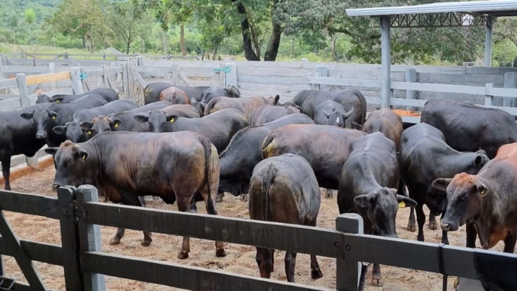 Angus: Novilhada pra lá de pesada impressiona com quase 19@ na TIP
