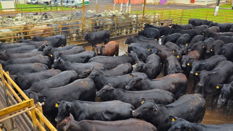 Angus: fêmeas “zero dentes” impressiona pela idade e peso em MS