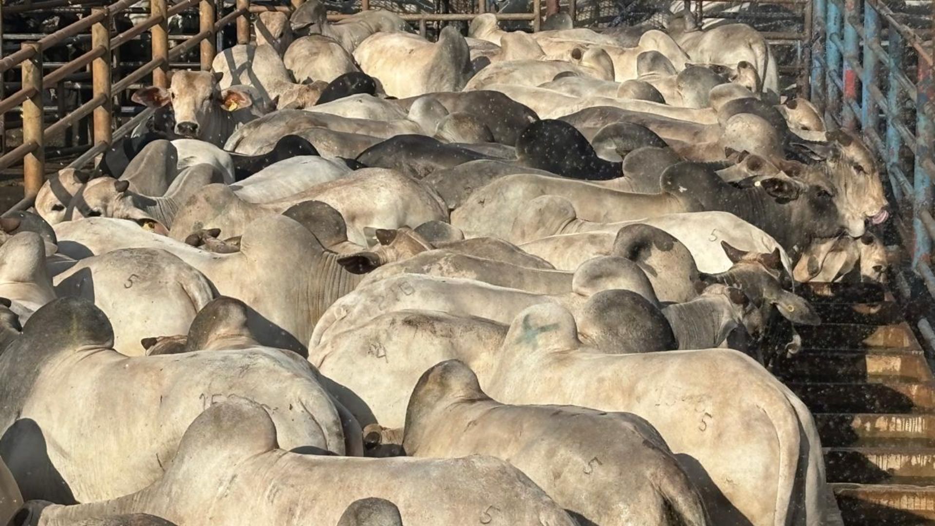 Confinamento bovino 2025 deve crescer mais de 10% no Brasil