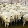 Nelore: novilhada uniforme e bem acabada é destaque em Minas Gerais