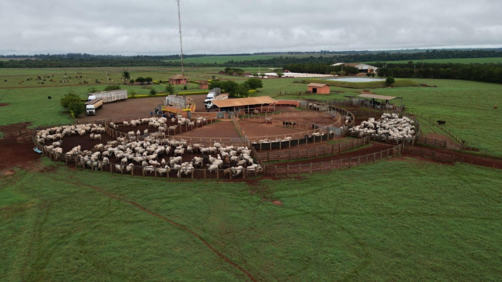 Pastagem de qualidade garante lucro no confinamento de gado