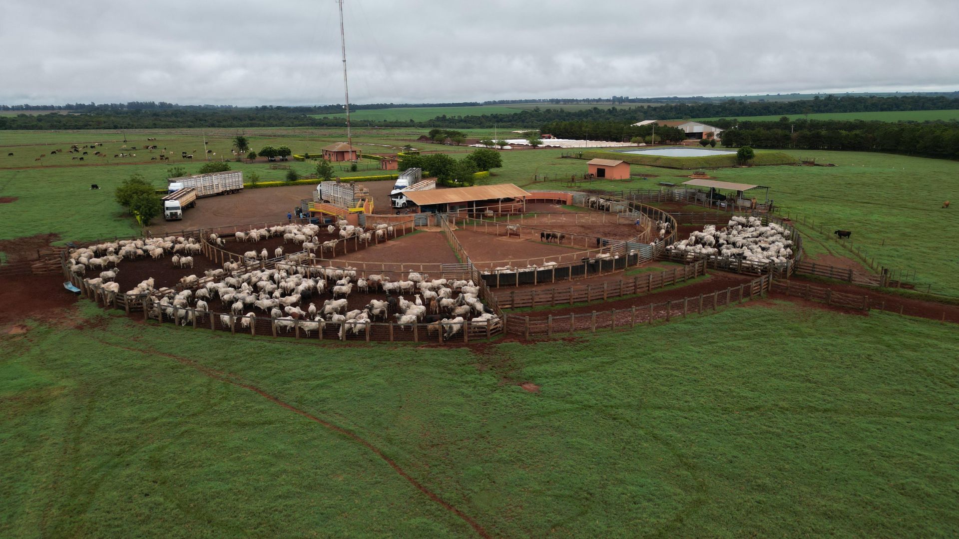 Pastagem de qualidade garante lucro no confinamento de gado