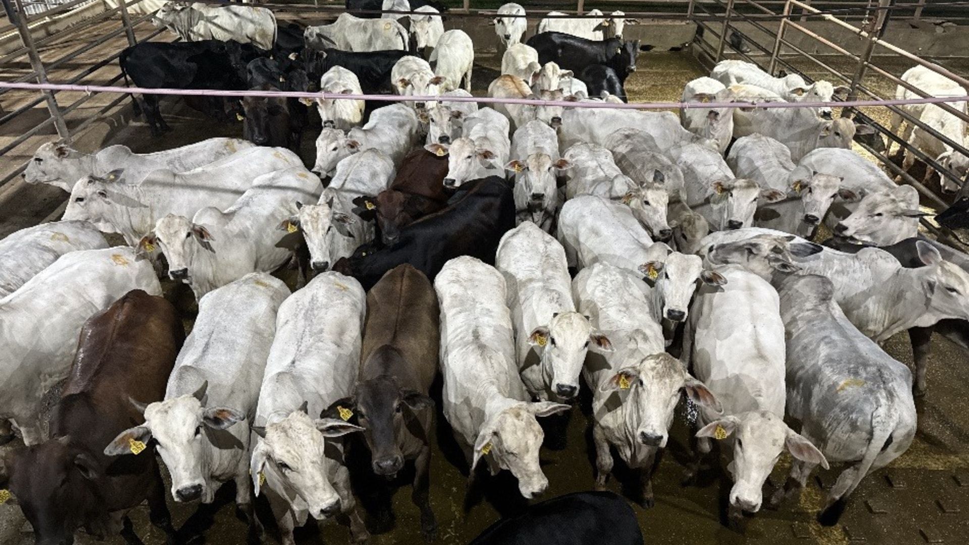 Espetáculo de acabamento, novilhada garante bônus de mais de R$ 7,3 mil