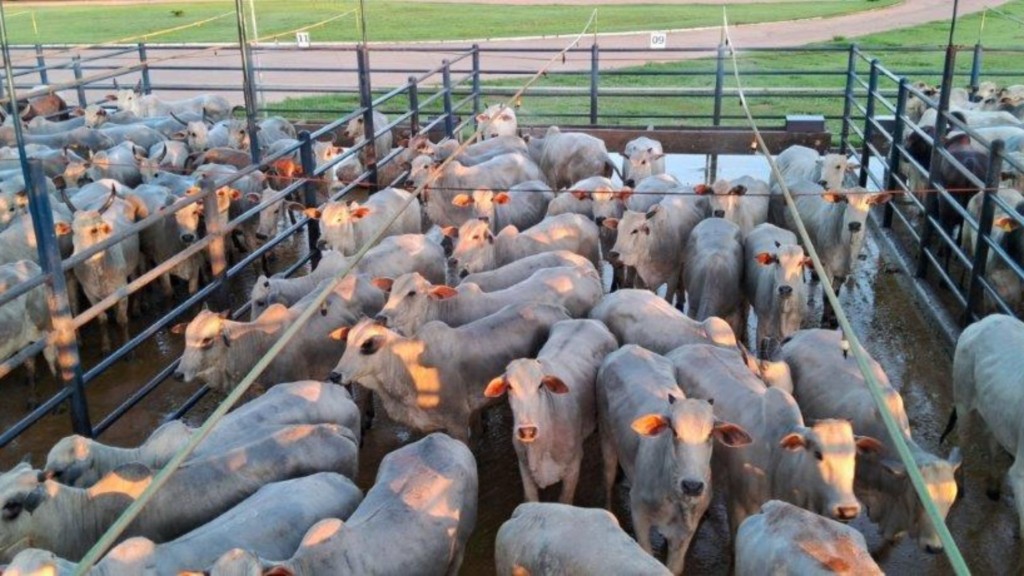 Novilhada gabarita protocolo de exportação e é destaque em curral de frigorífico em MT