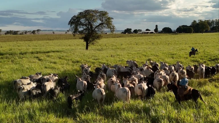 Manejo de pastagem na seca: como garantir capim mesmo no fim das chuvas