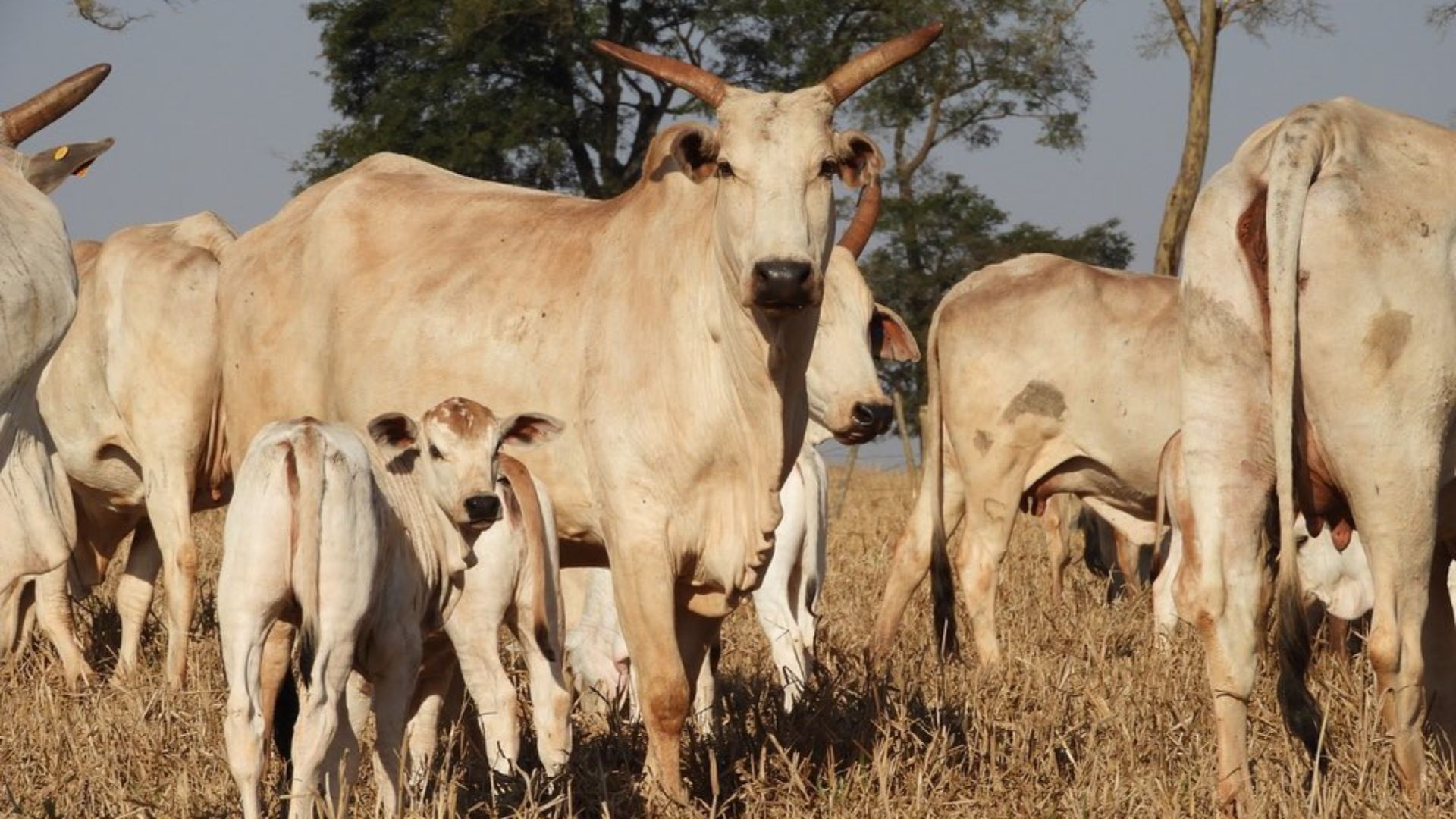 Saúde reprodutiva: cuidado com as vacas na seca garante o futuro da cria! Entenda