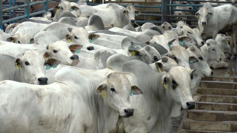 PMGZ Carne é estratégia para o Brasil se livrar do “boi cabeceira de boiada” PMGZ Carne é estratégia para o Brasil se livrar do “boi cabeceira de boiada”