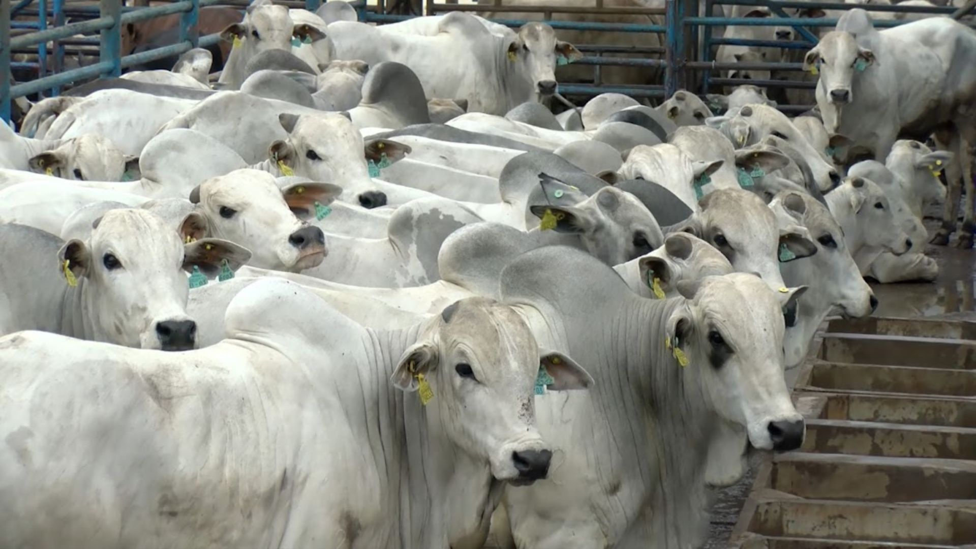 PMGZ Carne é estratégia para o Brasil se livrar do “boi cabeceira de boiada”