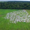 Brasil será maior produtor de carne do mundo até 2027