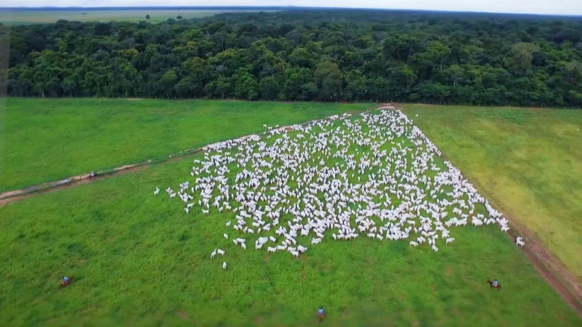 Brasil será maior produtor de carne do mundo até 2027