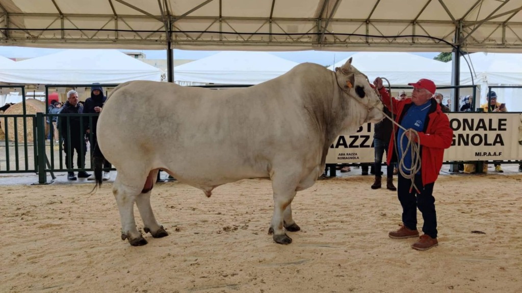 Touro da raça Marchigiana. Foto: Divulgação