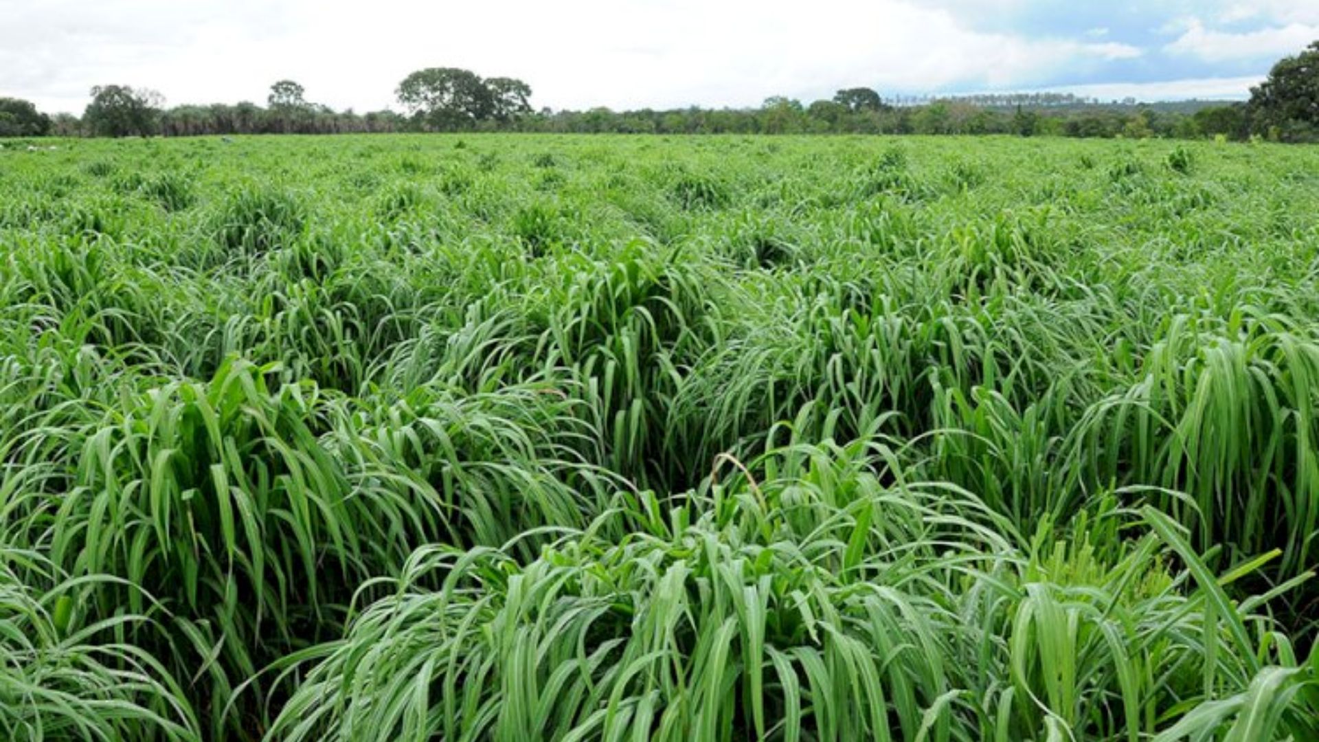 Capim Andropogon. Foto: Divulgação